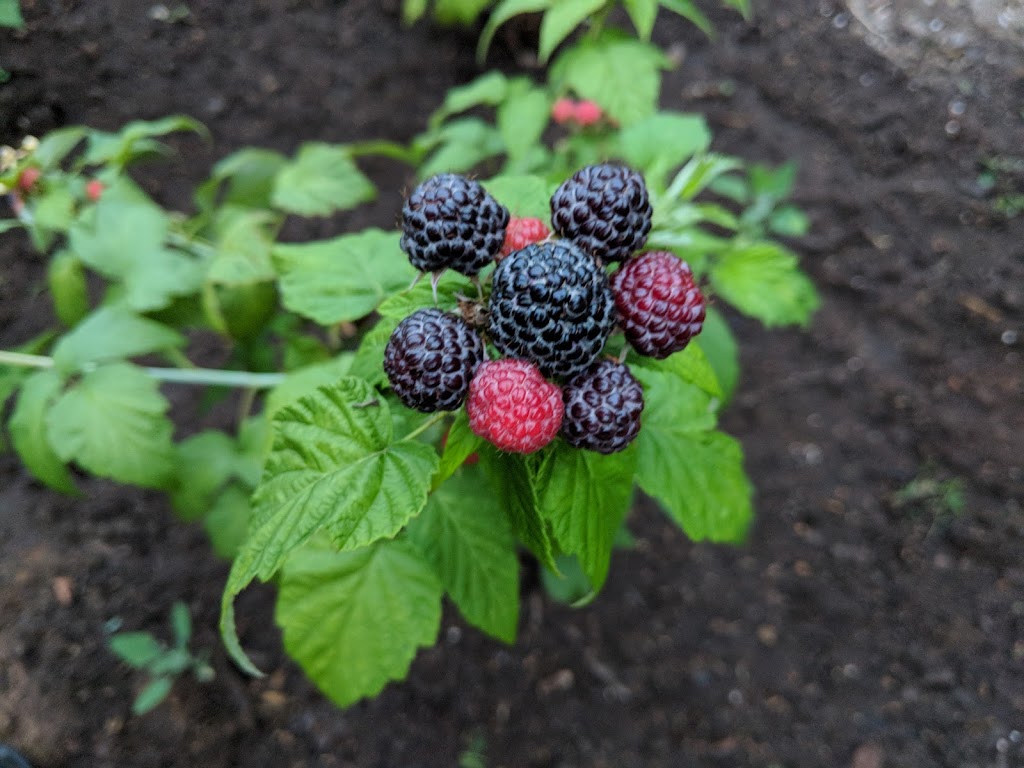 The Gentlemens Backyard Garden & Apiary | 48 Pettingill Rd, Quispamsis, NB E2E 3R6, Canada | Phone: (506) 608-6333