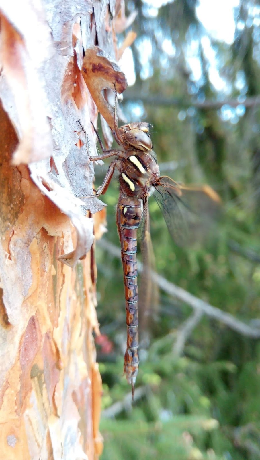 Wrights Tree Service | 27 Riverview Beach Rd, Pefferlaw, ON L0E 1N0, Canada | Phone: (888) 242-0434