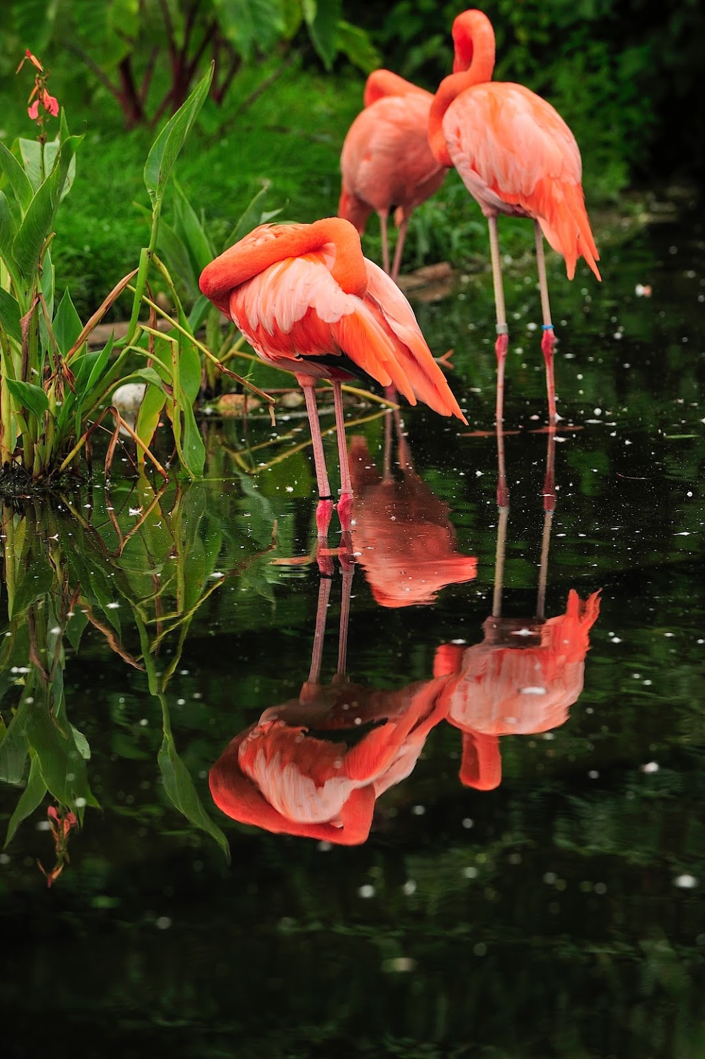 Flamingo Exhibit | 2000 Meadowvale Rd, Scarborough, ON M1B 5K7, Canada | Phone: (416) 392-5929