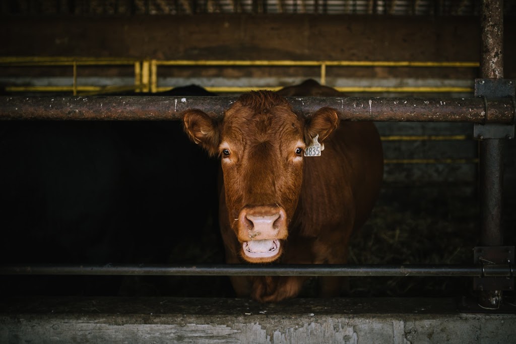 Ferme Rustique | 4553 4e Rang O, Sainte-Croix, QC G0S 2H0, Canada | Phone: (418) 930-0390