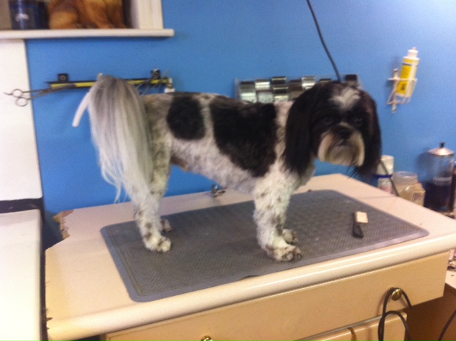 DiCatos Pet Grooming | 255 Scholfield Ave S, Welland, ON L3B 1N6, Canada | Phone: (905) 734-4844