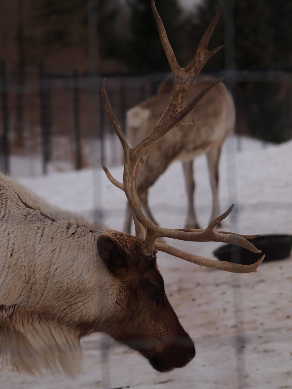 European Reindeer Exhibit | 2000 Meadowvale Rd, Scarborough, ON M1B 5K7, Canada | Phone: (416) 392-5900