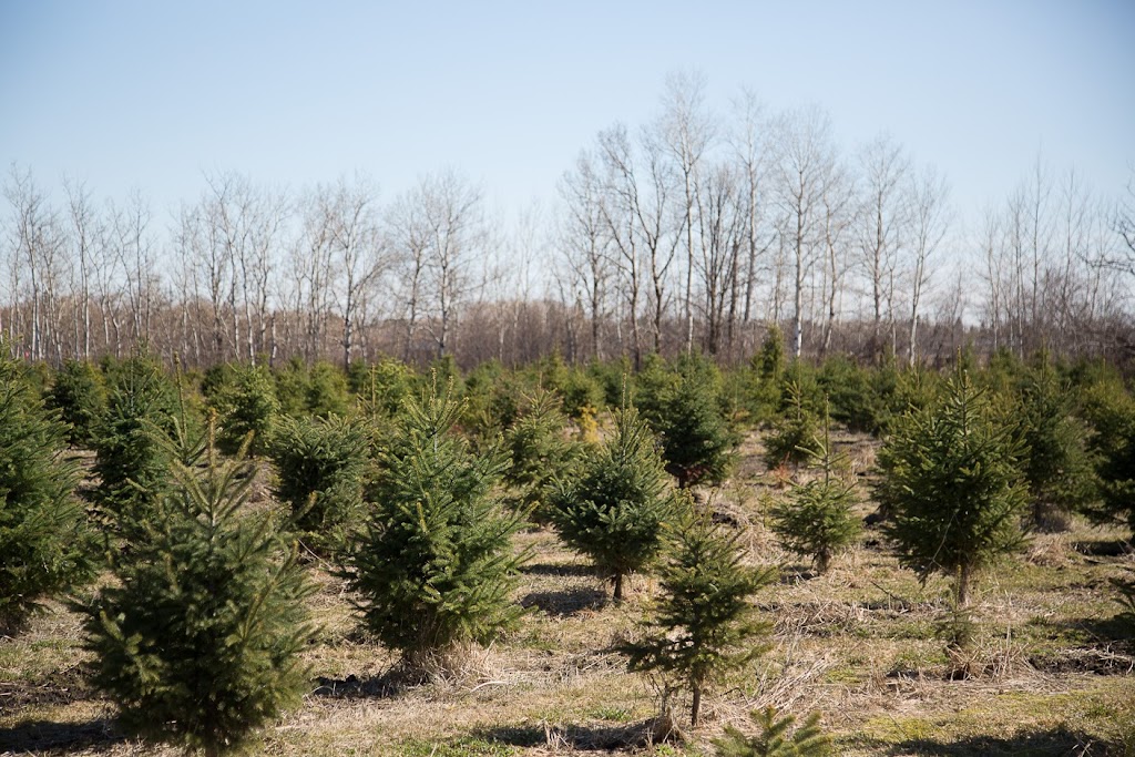 Country Pines Tree Farm | Hwy 44, Service Rd, Garson, MB R0E 0R0, Canada | Phone: (204) 268-1557