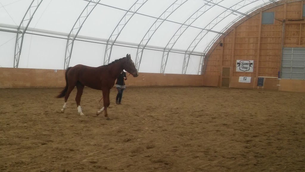 Mussennist Dressage Inc | 843479 Rd 84, Embro, ON N0J 1J0, Canada | Phone: (519) 280-7665