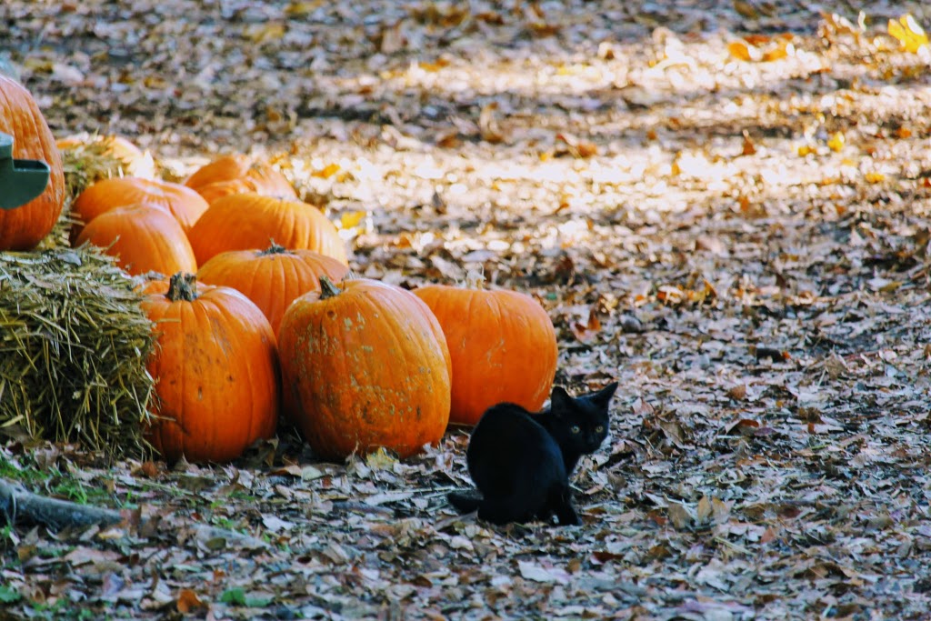 Log Cabin Orchard, closed until august 2021 | 6121 Cabin Rd, Osgoode, ON K0A 2W0, Canada | Phone: (613) 826-5081