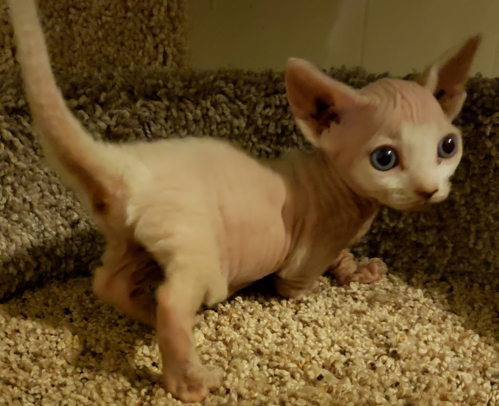 Rare N Bare Sphynx Cattery | 78 Main St S POB 128, Hagersville, ON N0A 1H0, Canada | Phone: (905) 379-4489