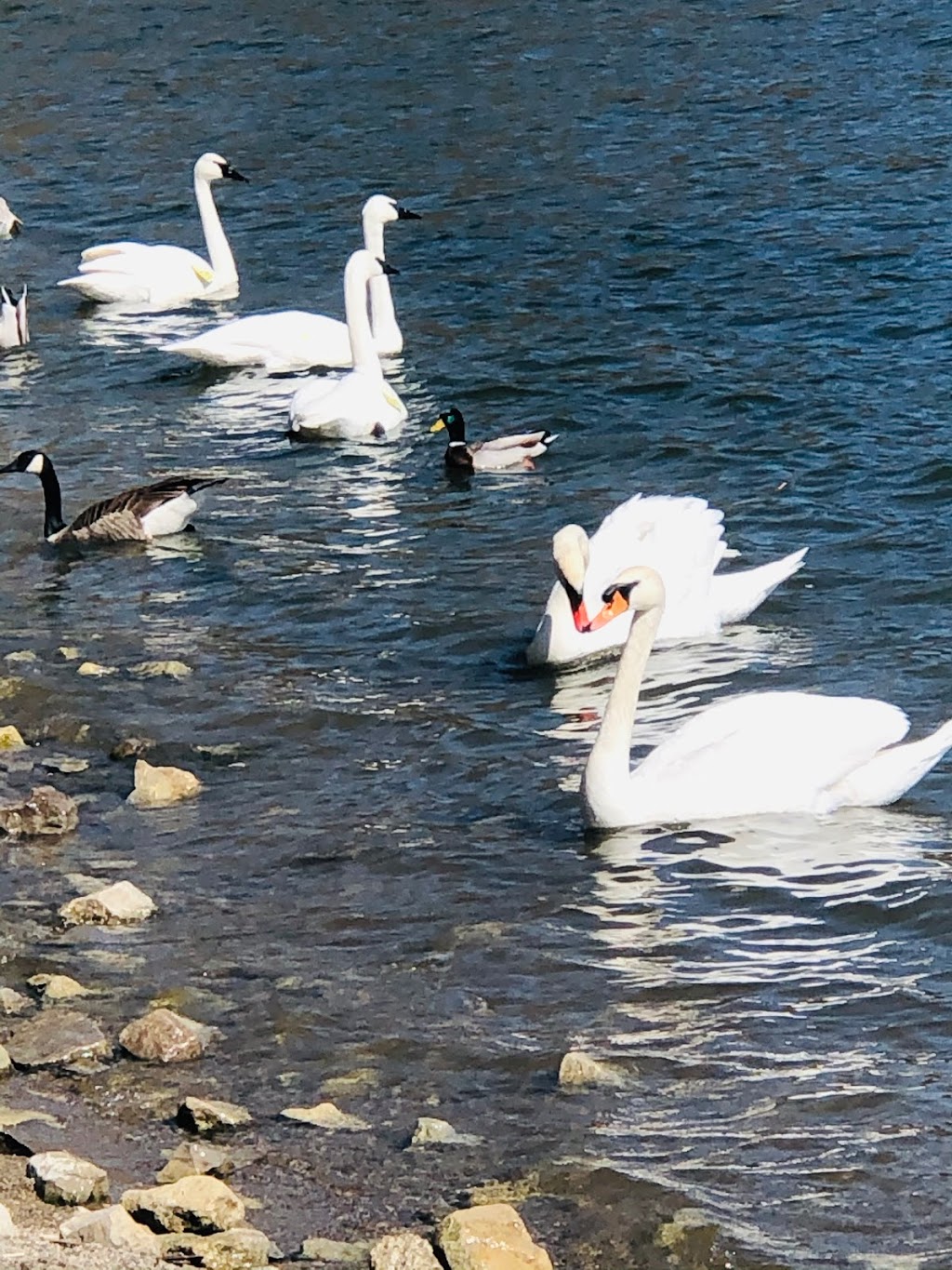 LaSalle Park Marina Association | 831 Lasalle Park Rd, Burlington, ON L7T 1A1, Canada | Phone: (905) 633-9483