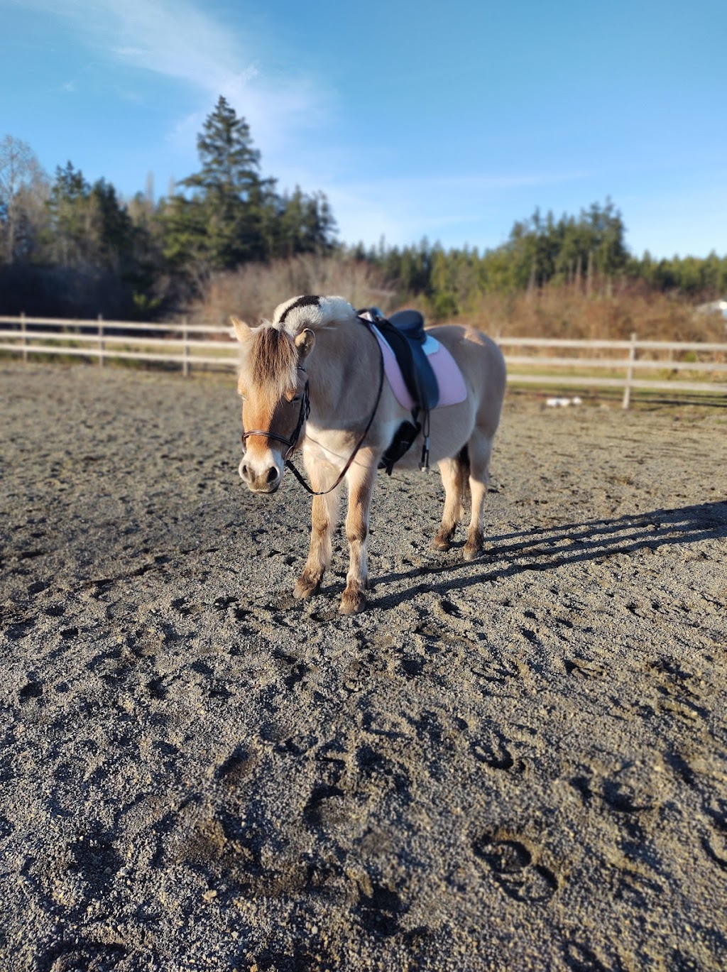 Harmony Equestrian | 1121 Anderton Rd, Comox, BC V9M 3Y9, Canada | Phone: (604) 703-4170