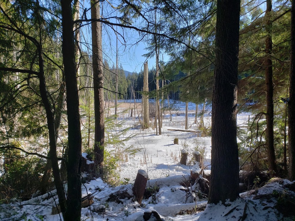 Woodhaven Swamp | Woodhaven, Belcarra, BC V3H 4R6, Canada