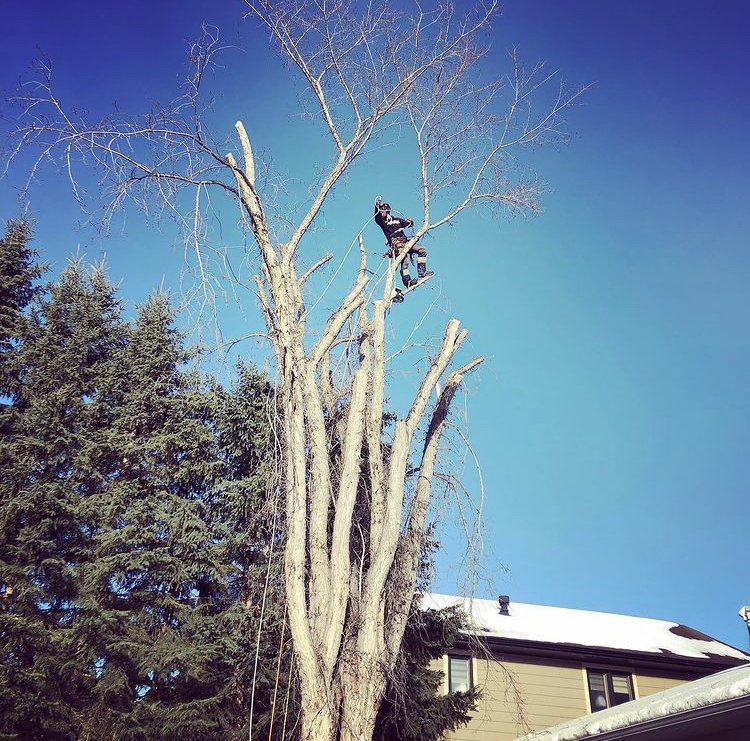 Elevated Tree Removal | 82 Martin Close, Red Deer, AB T4R 1R7, Canada | Phone: (403) 848-4482