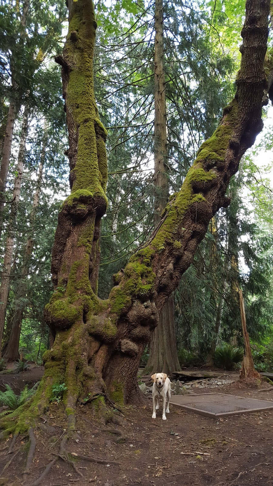 Mouat Park | Rainbow Rd, Salt Spring Island, BC V8K 2V8, Canada