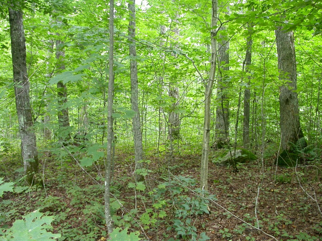 Groupement Forestier Du Haut-Yamaska | 578 Rue de la Rivière, Cowansville, QC J2K 3G6, Canada | Phone: (450) 263-7120