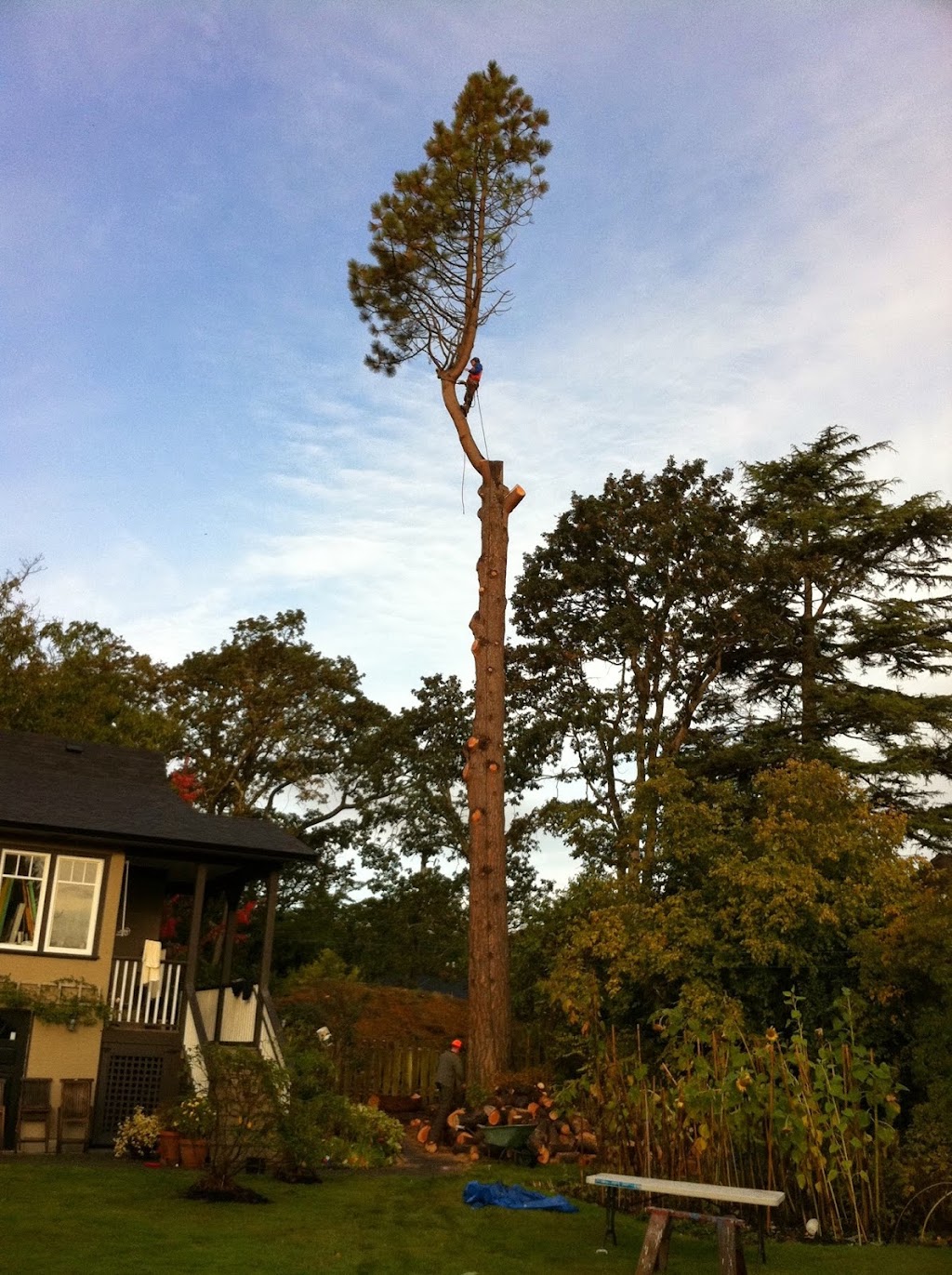 Eager Beaver Tree Service | 1562 Sawyer Rd, Victoria, BC V9B 5Y5, Canada | Phone: (250) 727-5693