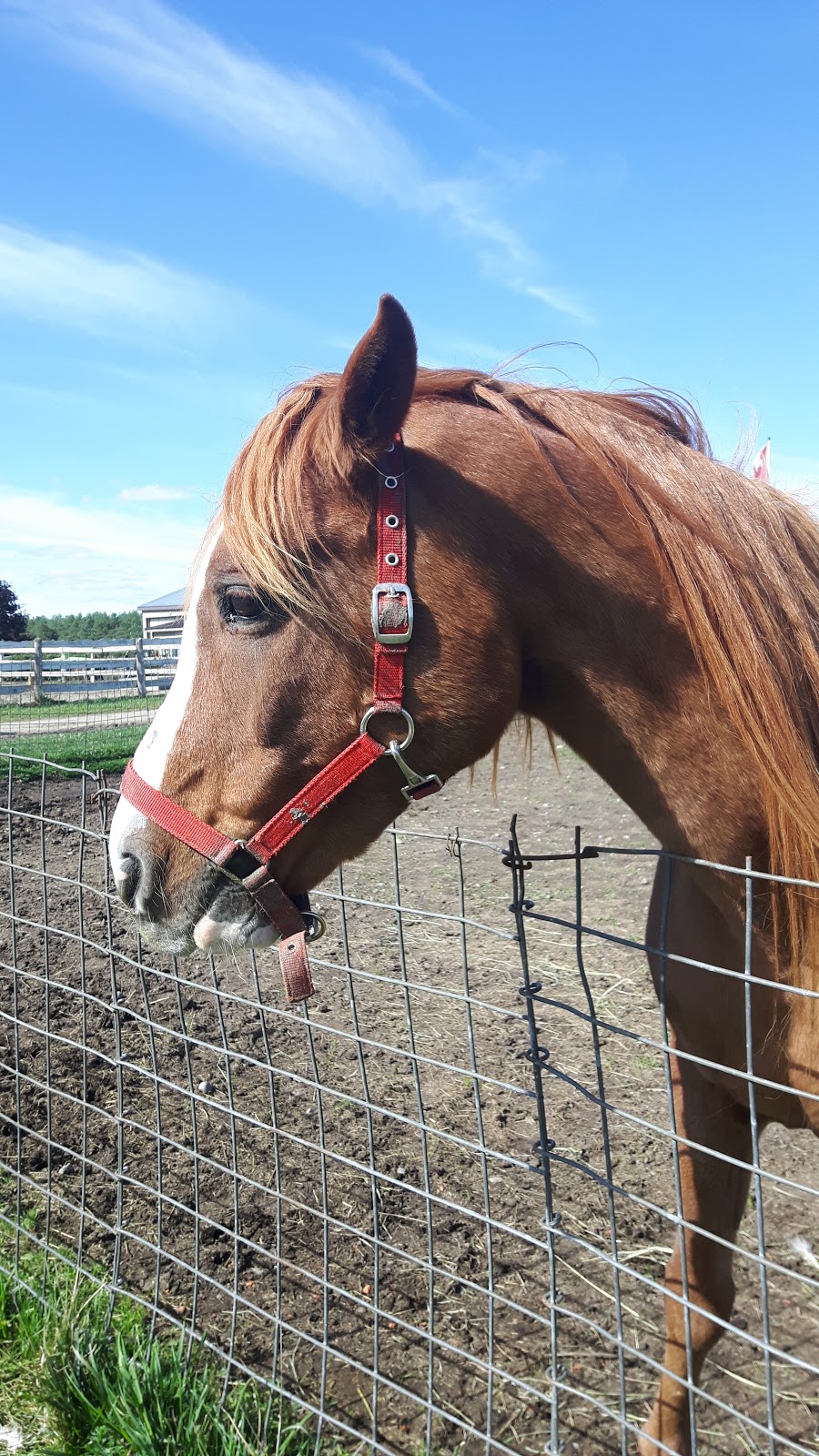 Valentia Equine Retraining Centre | 188 Valentia Rd, Little Britain, ON K0M 2C0, Canada | Phone: (705) 786-2226