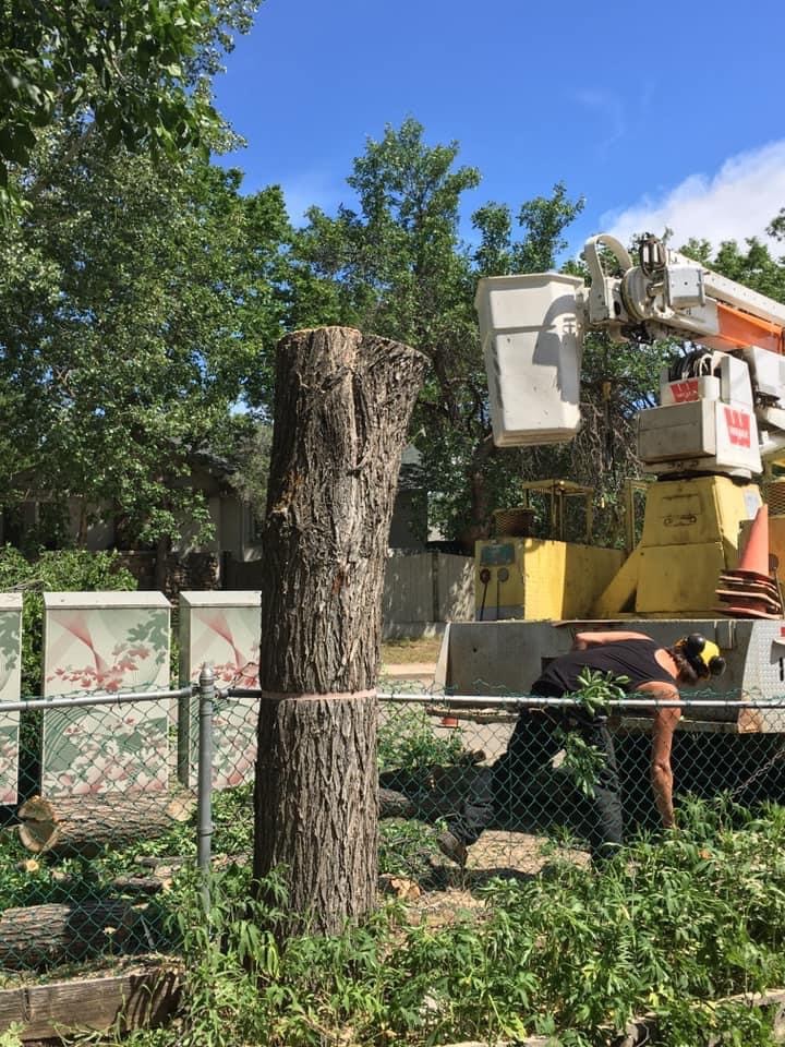 A-1 Tree Service | 1009 Carleton St, Moose Jaw, SK S6H 3A3, Canada | Phone: (306) 692-6701