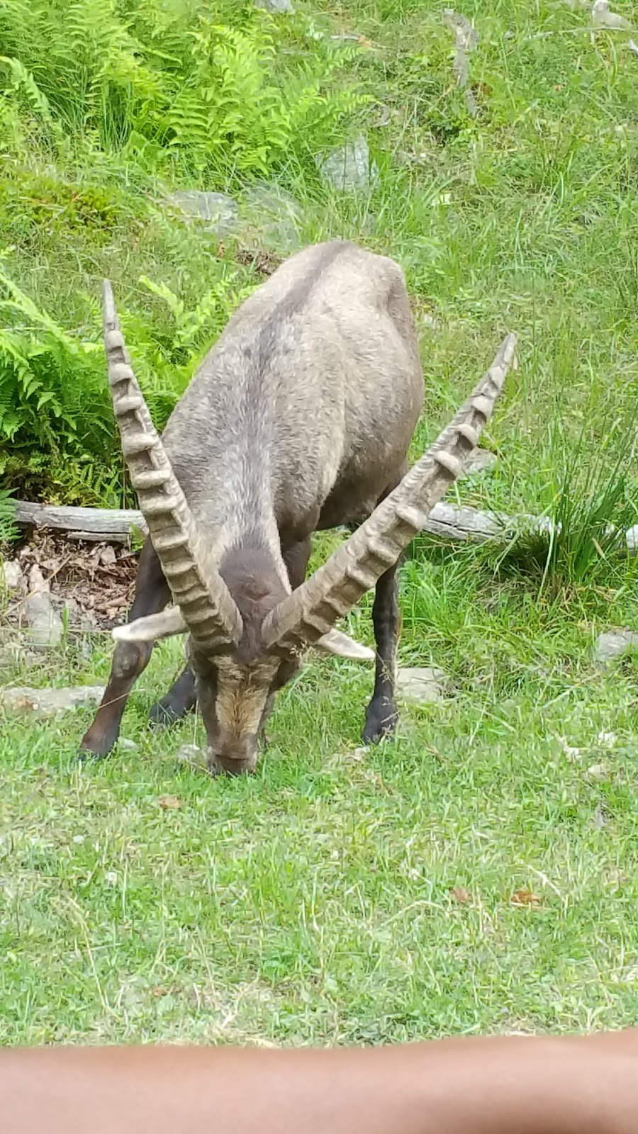 Parc Omega | 399 QC-323, Montebello, QC J0V 1L0, Canada | Phone: (819) 423-5487