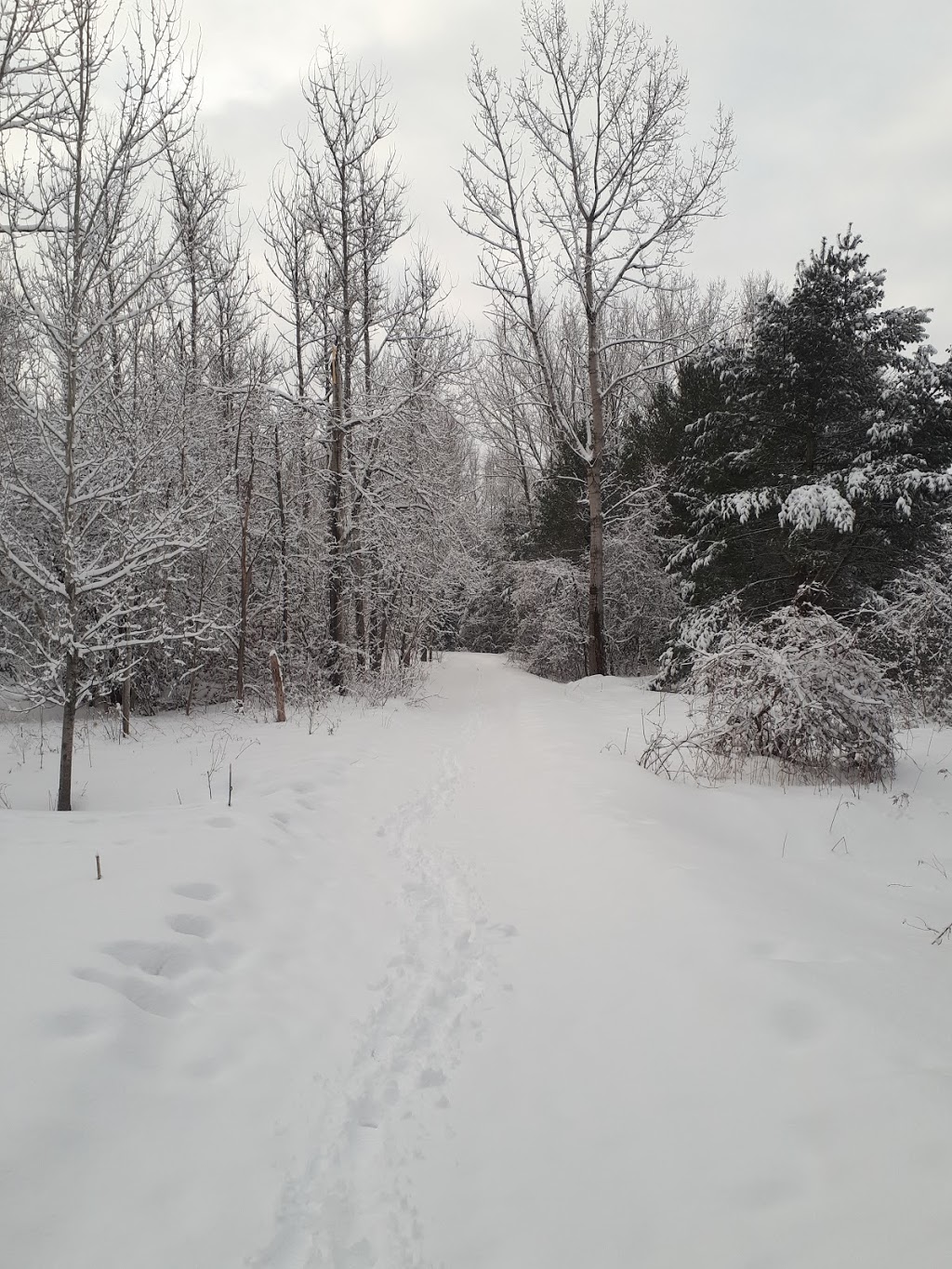 Warwick Forest Conservation Area | 15751 Berwick Rd, Berwick, ON K0C 1G0, Canada