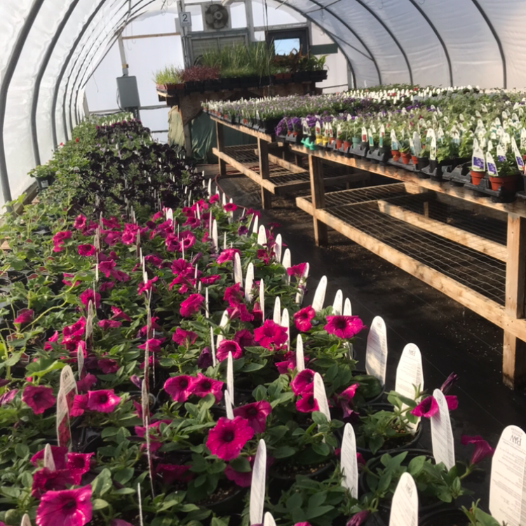 The Planted Earth Greenhouses | 38116 Range Road 13, AB T4E 0J8, Canada | Phone: (403) 887-5203