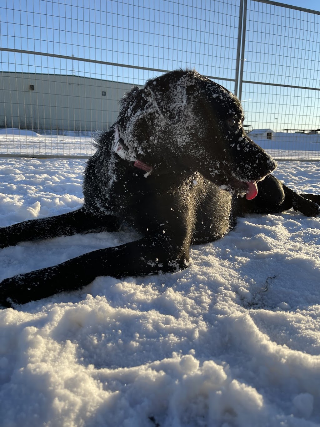 Tracken Kennels Academy | 1804 4 St #6, Nisku, AB T9E 7T8, Canada | Phone: (780) 955-3399