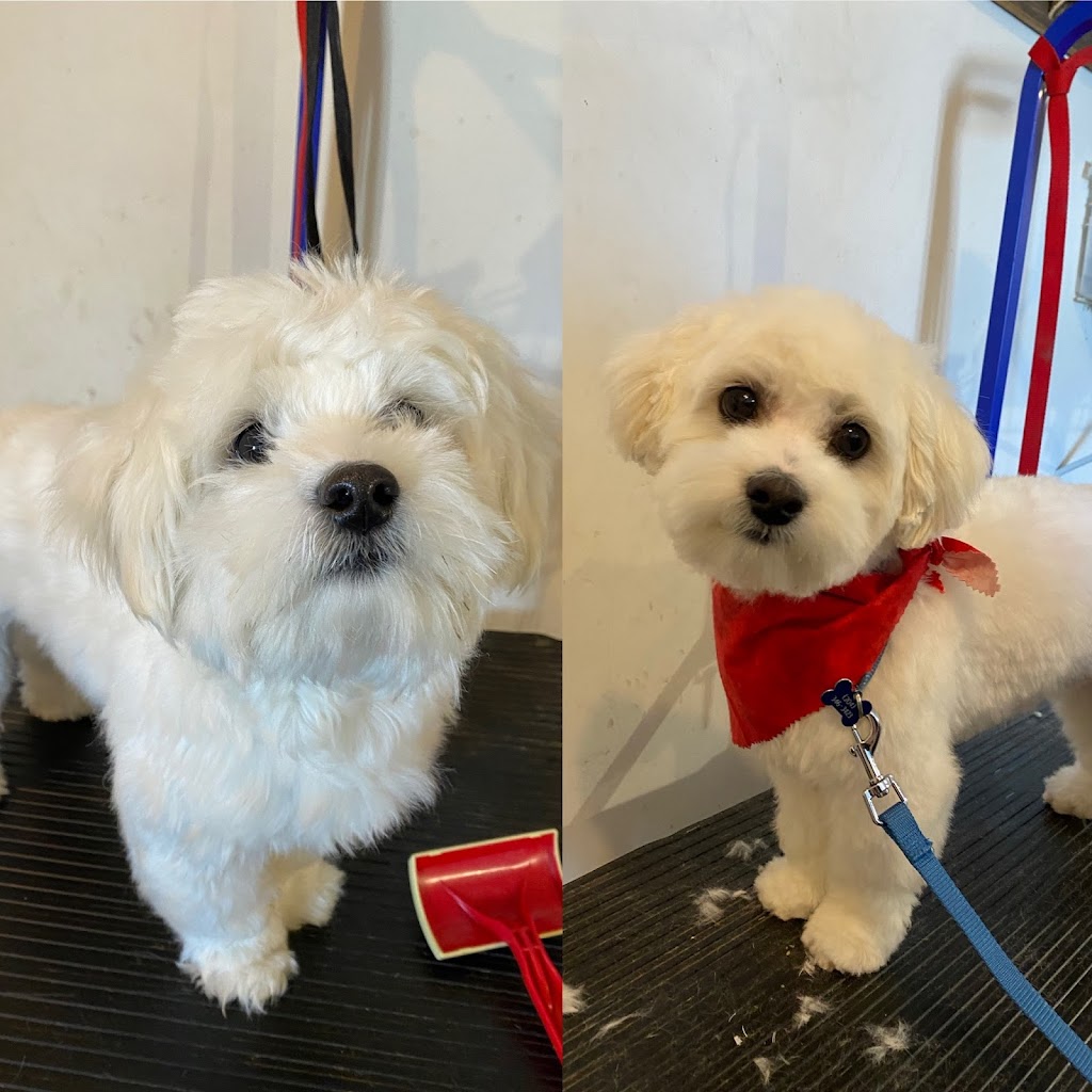 Cindy’s Place Small Dog Grooming | 20 Abbey Ln, Steinbach, MB R5G 2K2, Canada | Phone: (204) 380-3369