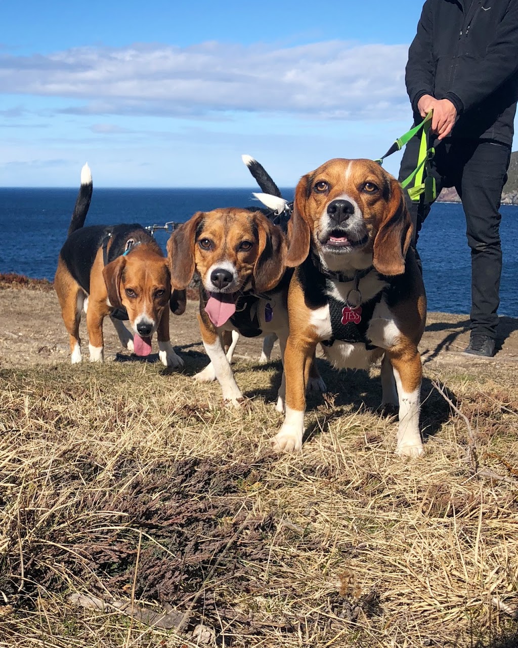 Brooklyn Adventure Dogs | 491 Eastern Shore Rd, Brooklyn, NS B0J 1H0, Canada | Phone: (709) 771-7272