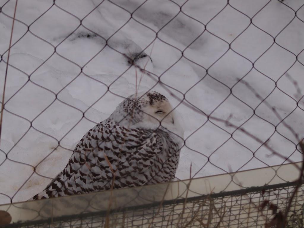 Snowy Owl Exhibit | 2000 Meadowvale Rd, Scarborough, ON M1B 5K7, Canada | Phone: (416) 392-5929