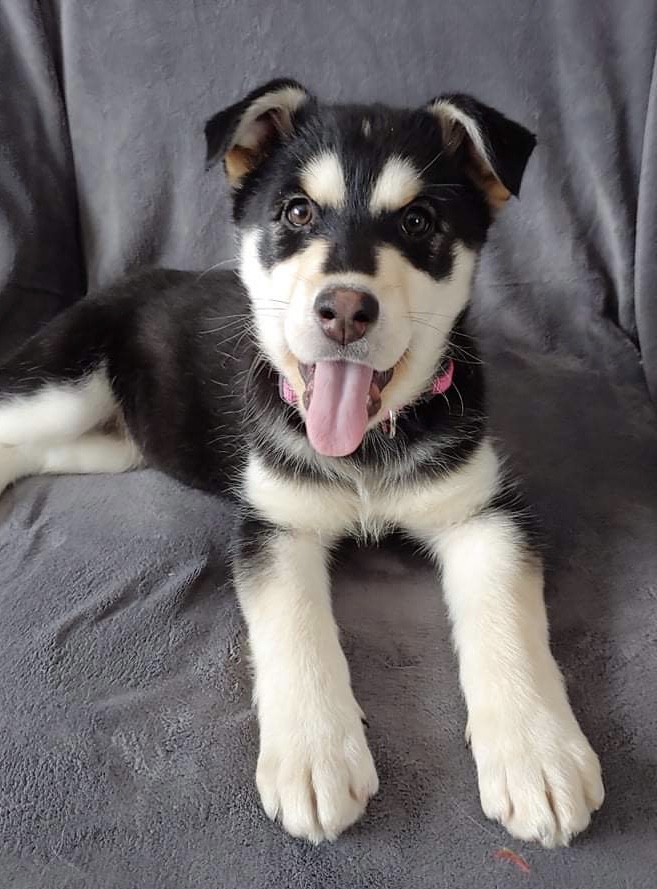 Manitoba Great Pyrenees Rescue | 20 Main St S, New Bothwell, MB R0A 1C0, Canada | Phone: (204) 771-8045