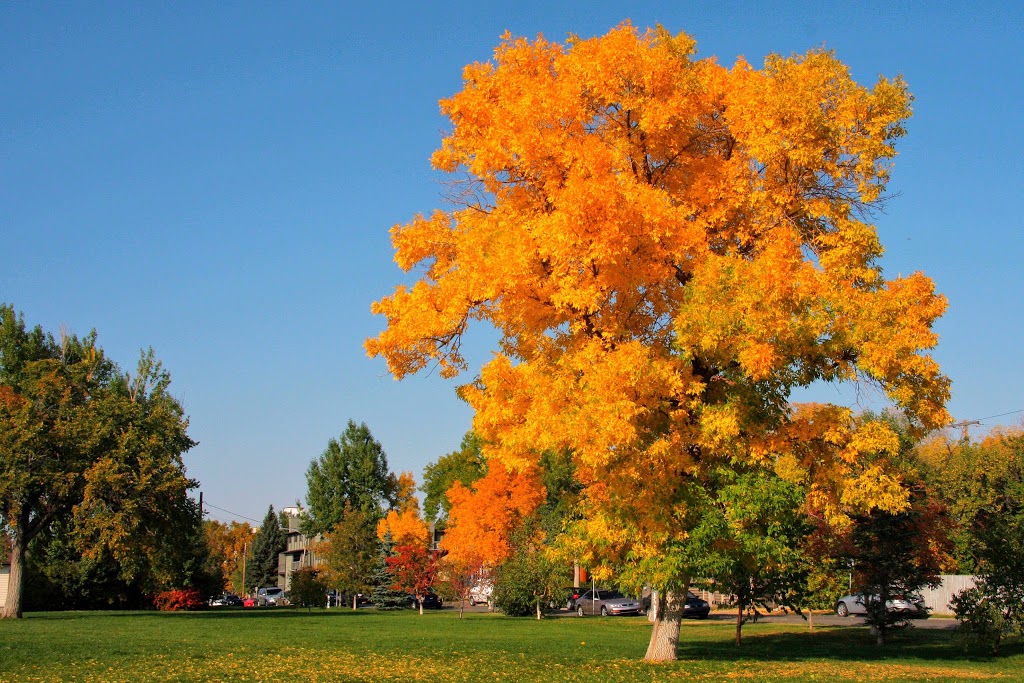 Sunnyside Bank Park | Northwest Calgary, Calgary, AB, Canada