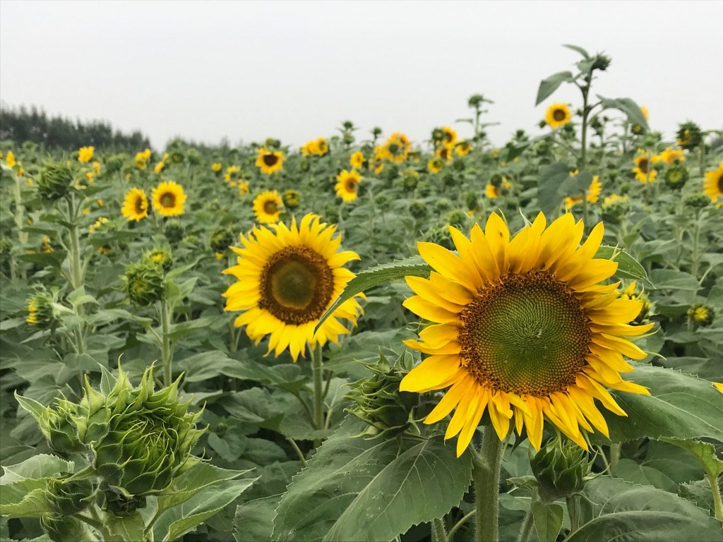 Cork and Crate Farms | Latitude: 51.71554N and Longitude: 114.16446W, Olds, AB T0M 0W0, Canada | Phone: (403) 415-5030