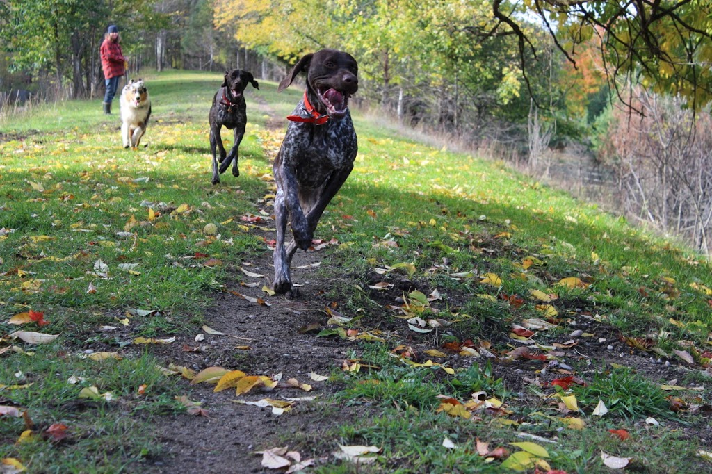 Iron Horse Boarding Kennel | 10 Subway Rd, Tiny, ON L0K 2E1, Canada | Phone: (705) 528-3206