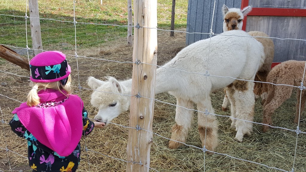 Ferme fibres & compagnie - Les alpagas dAldo | 375 Rang St Charles E, Saint-Alexandre-de-Kamouraska, QC G0L 2G0, Canada | Phone: (418) 495-5375