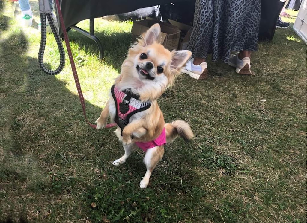 Élevage Linandy Yorkshire Terriers & Chihuahuas | 838 2e Rang, Sainte-Clotilde-de-Châteauguay, QC J0L 1W0, Canada | Phone: (514) 212-8627