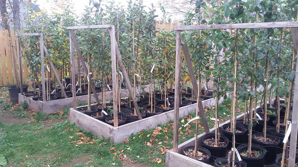 Arbor Nursery Ltd | 115 Penn Point Rd, Vernon Bridge, PE C0A 2E0, Canada | Phone: (902) 651-3020