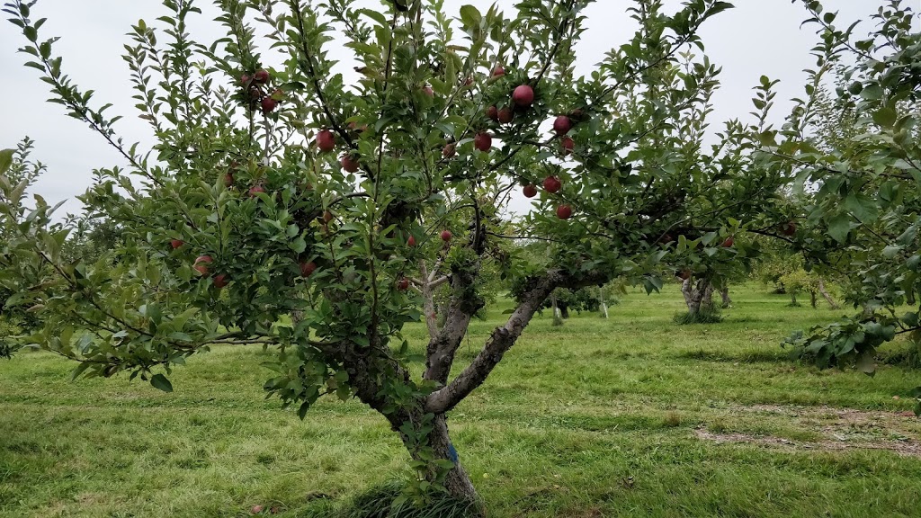 Applevale Orchards | 5144 Derry Rd, Burlington, ON L7M 0R6, Canada | Phone: (647) 988-1753