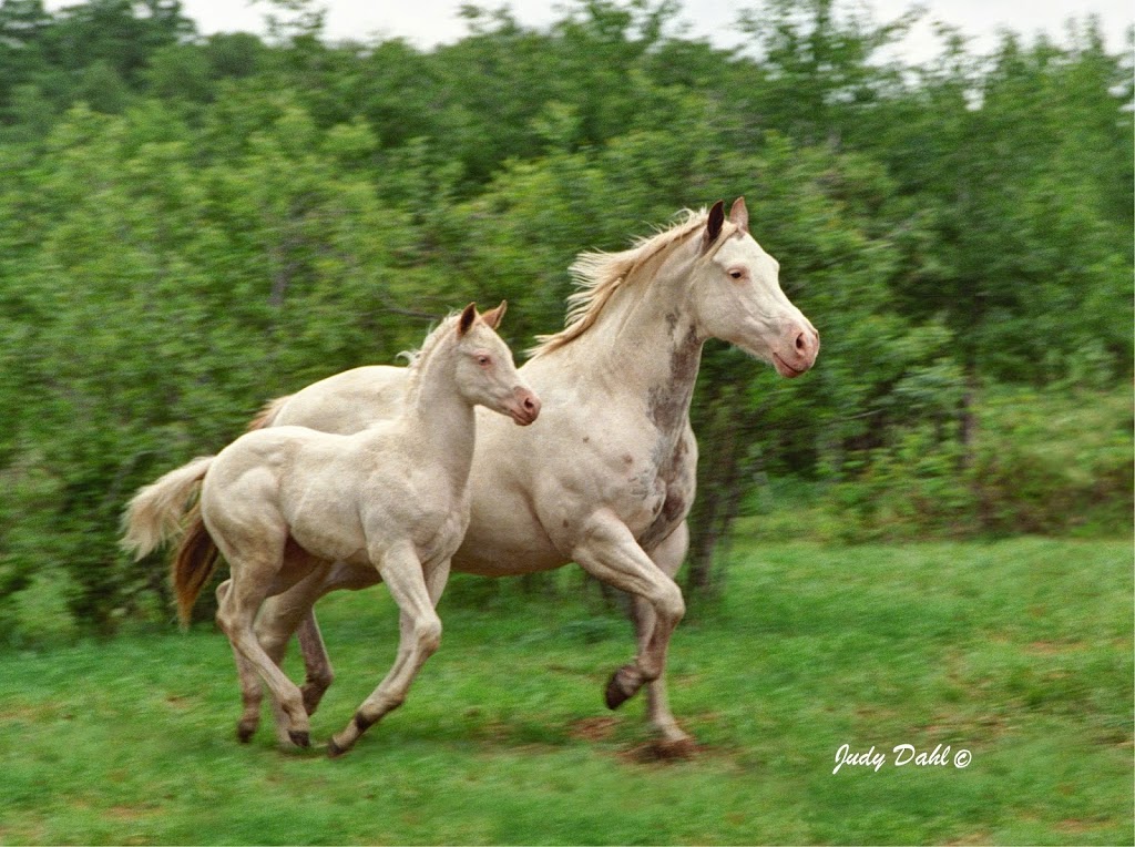 Judy Dahl Photography | Township Rd 132, Willow Creek No. 26, AB T0L 0T0, Canada | Phone: (403) 393-3558