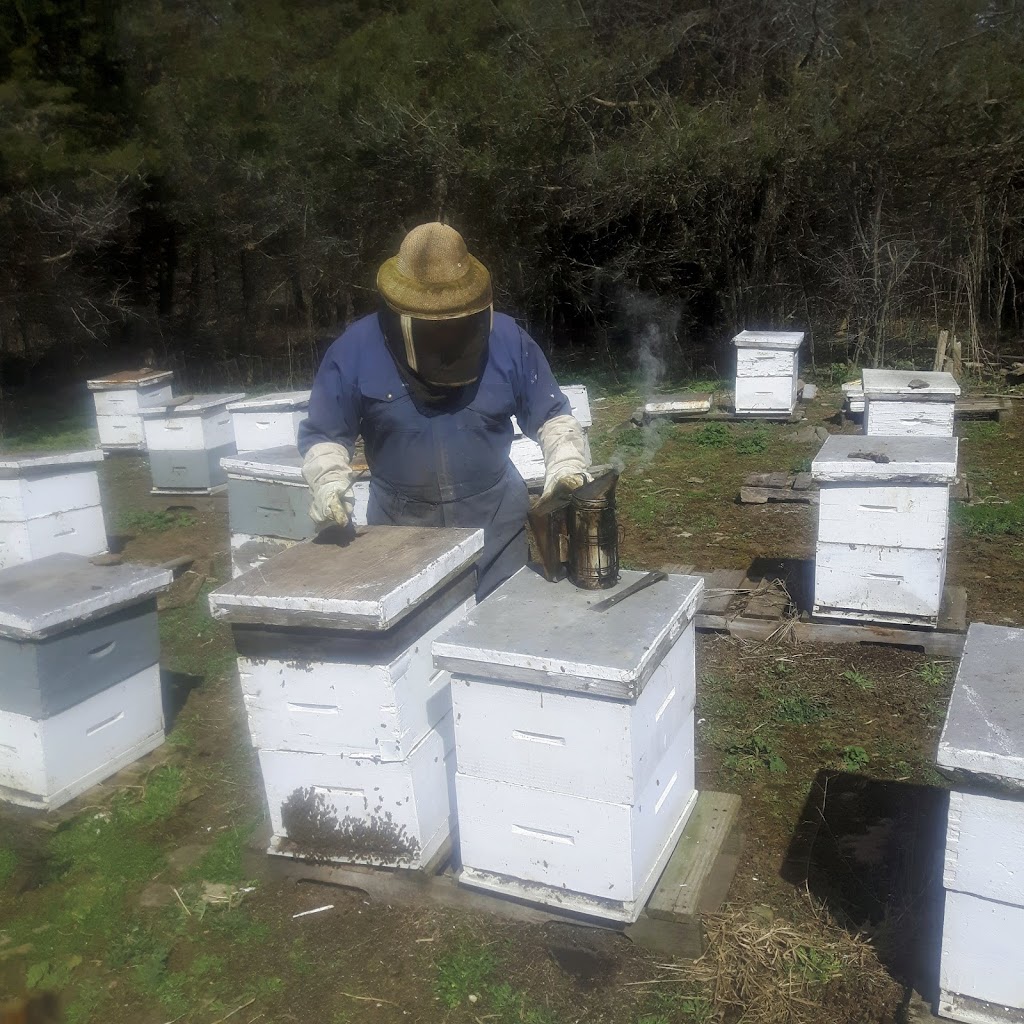 Shanes Apiaries | 418 Shane St, Odessa, ON K0H 2H0, Canada | Phone: (613) 386-3237