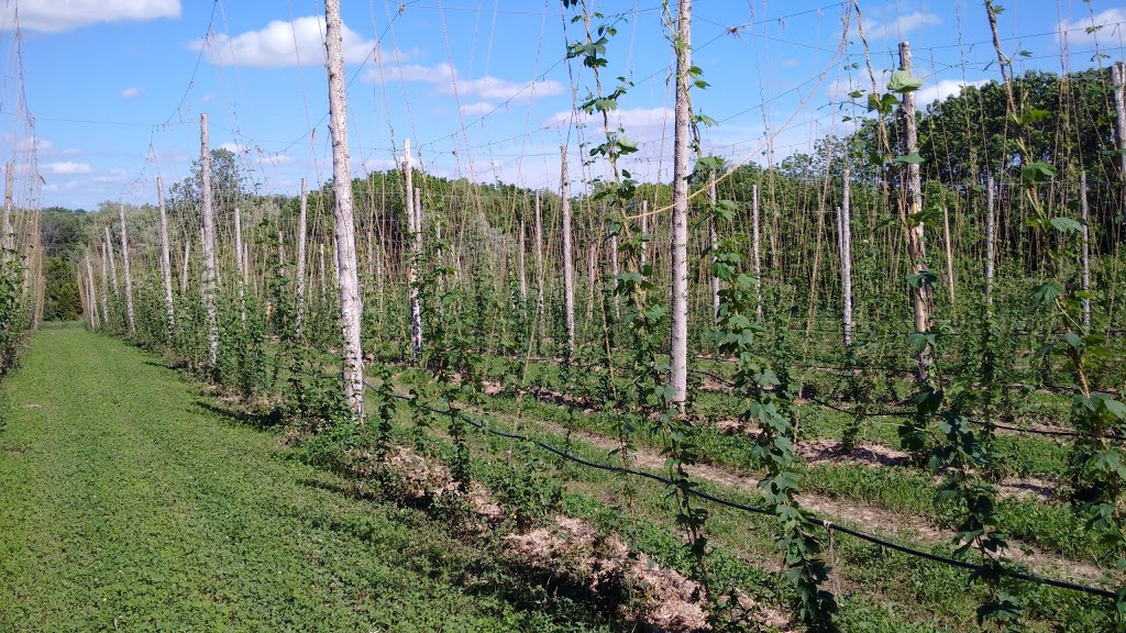 The Tavistock Hop Company | Perth County Line 26, Perth East, ON N0B 2R0, Canada | Phone: (519) 502-2943