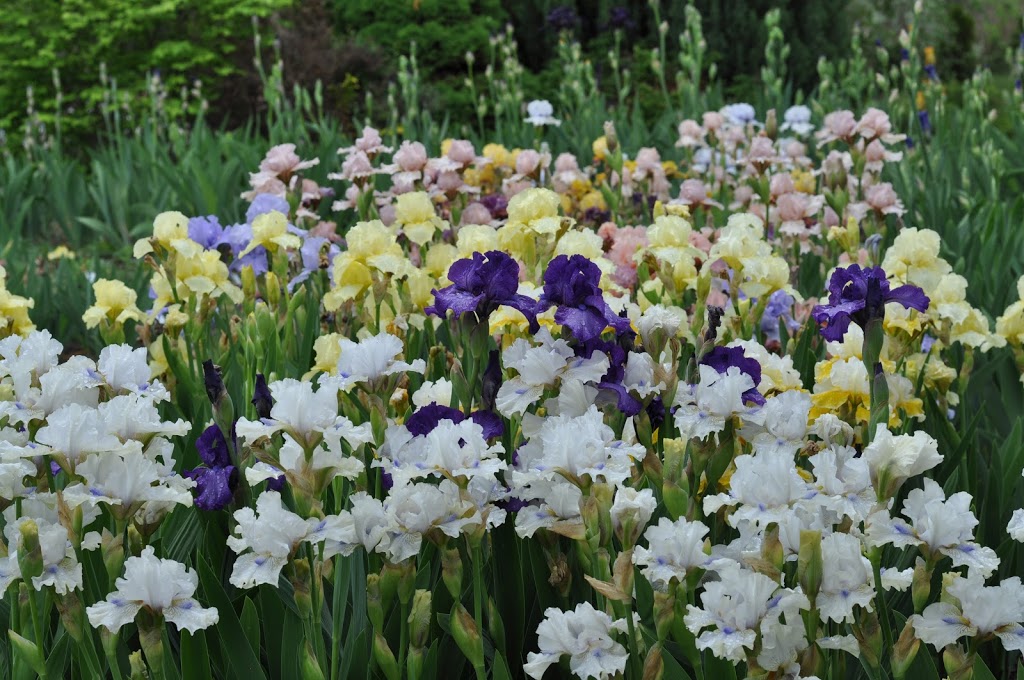 Hillside Irises | 2242 Ferko Rd, Cawston, BC V0X 1C2, Canada | Phone: (250) 499-1977