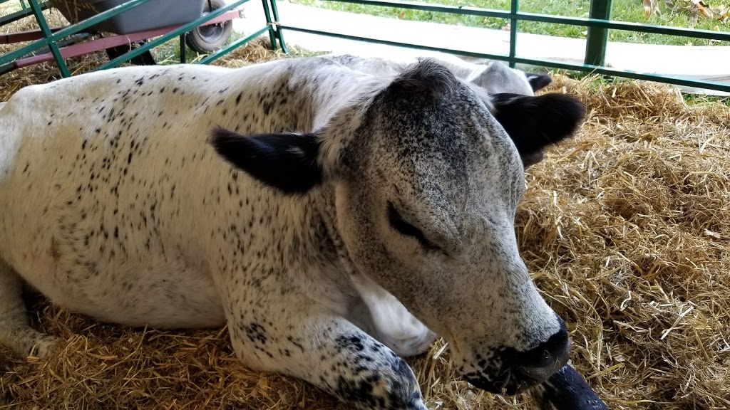 The Rockton Agricultural Society, Home of the Rockton Worlds Fa | 812 Old Hwy 8, Rockton, ON L0R 1X0, Canada | Phone: (519) 647-2502