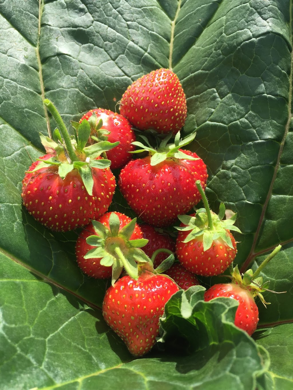 Red Barn Berries Central Alberta U-Pick | 28413, Township Rd 392, AB T4E 1C8, Canada | Phone: (403) 550-8909