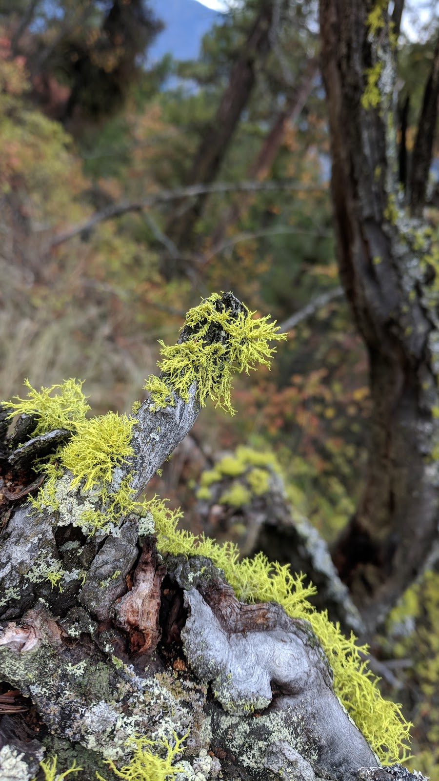 Raven Ridge Trailhead - Spion Kop Hiking Trails | 13850 Forest Hills Dr, Lake Country, BC V4V 1A5, Canada