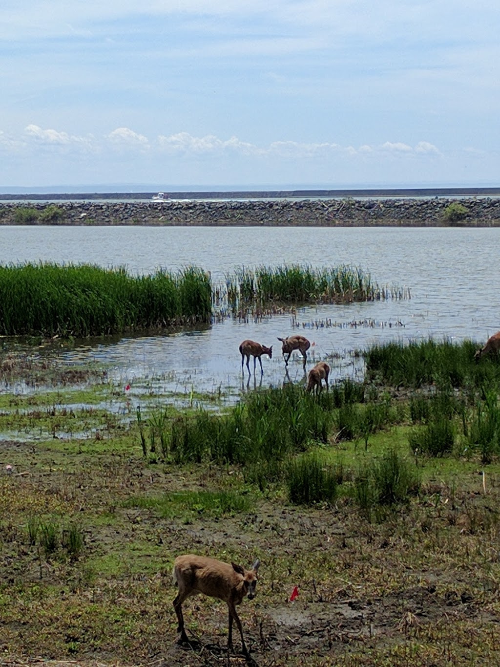 Times Beach Nature Preserve | Coast Guard Station S Rd, Buffalo, NY 14203, USA | Phone: (716) 896-1271