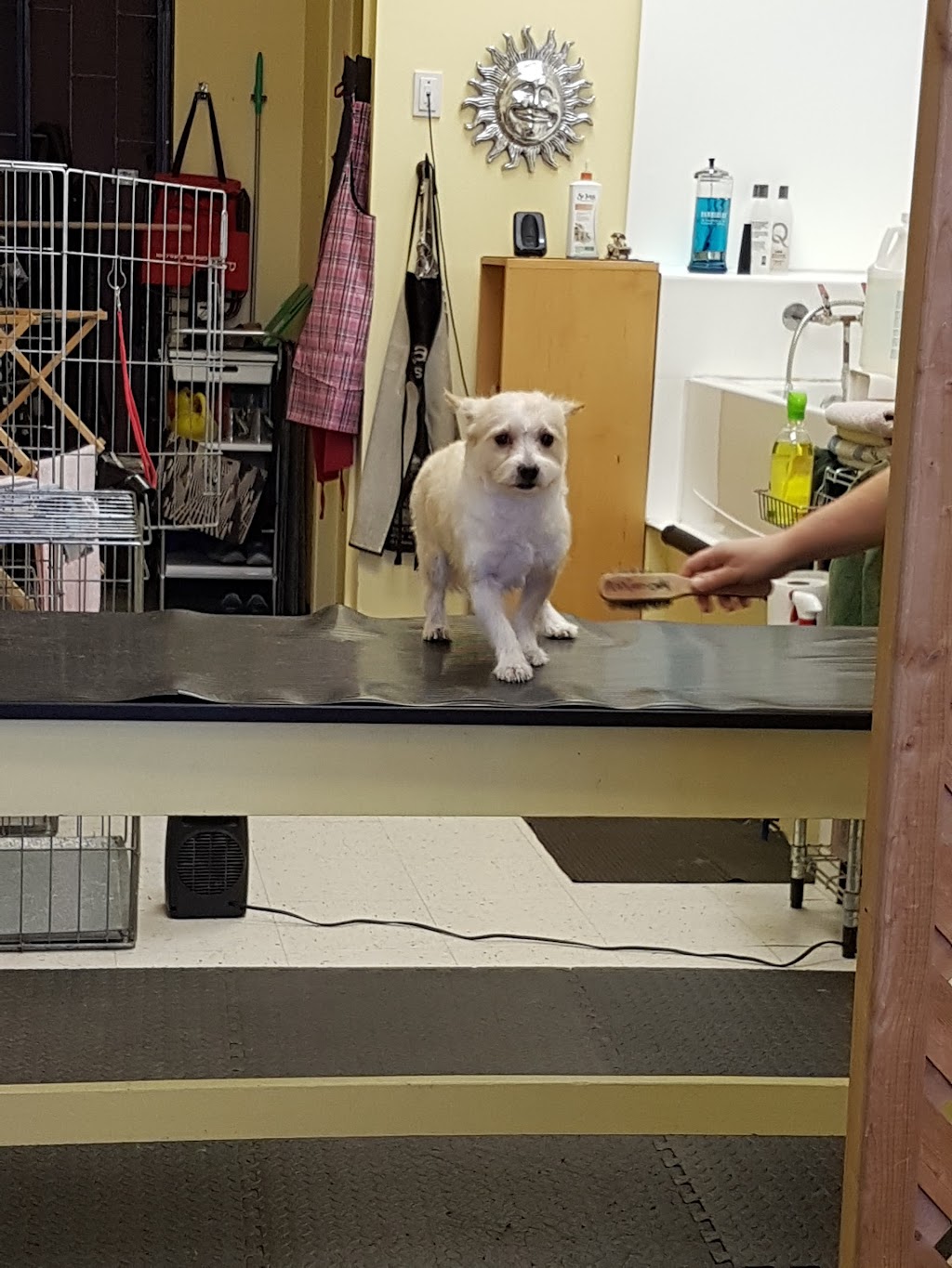 Jane Dog Grooming | 131 Bd Saint-Joseph, Châteauguay, QC J6K 3J9, Canada | Phone: (450) 692-6646