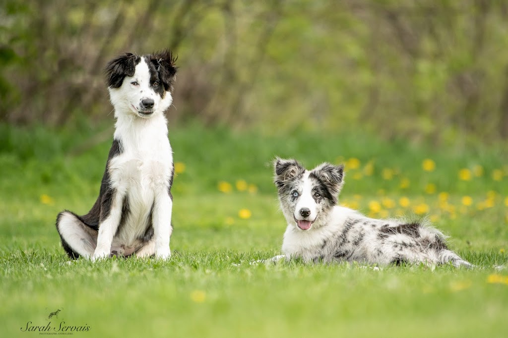 Équi-Canin | 11840 Chem. de la Rivière du N, Mirabel, QC J7N 1H8, Canada | Phone: (450) 275-1772