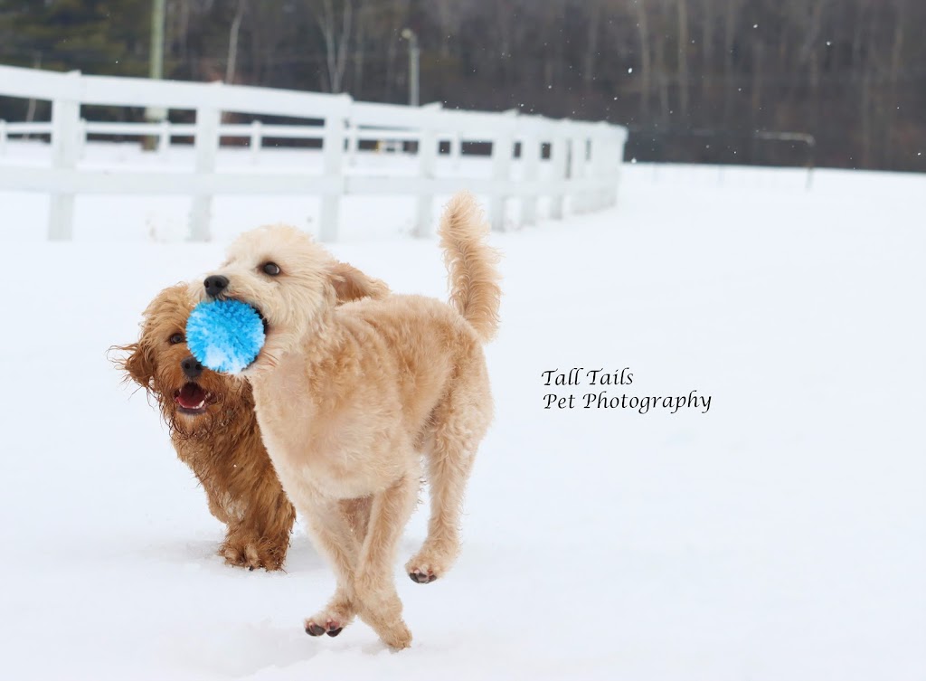 Tall Tails Pet Photography | 107 High St, Sutton, ON L0E 1R0, Canada | Phone: (905) 960-1907