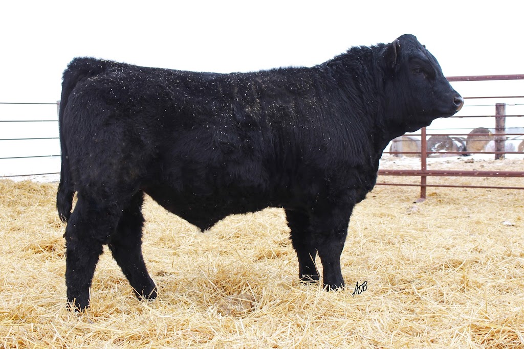 Van De Velde Cattle | Box 72, Mariapolis, MB R0K 1K0, Canada | Phone: (204) 825-4289