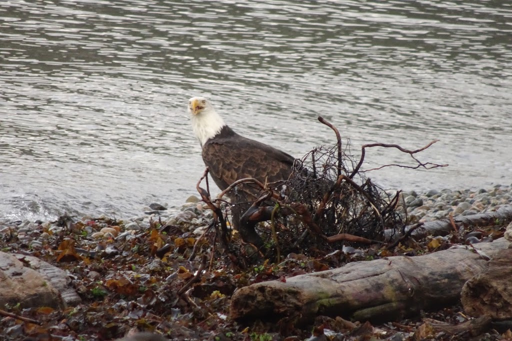 Bonniebrook Beach | Sunshine Coast E, BC, Canada