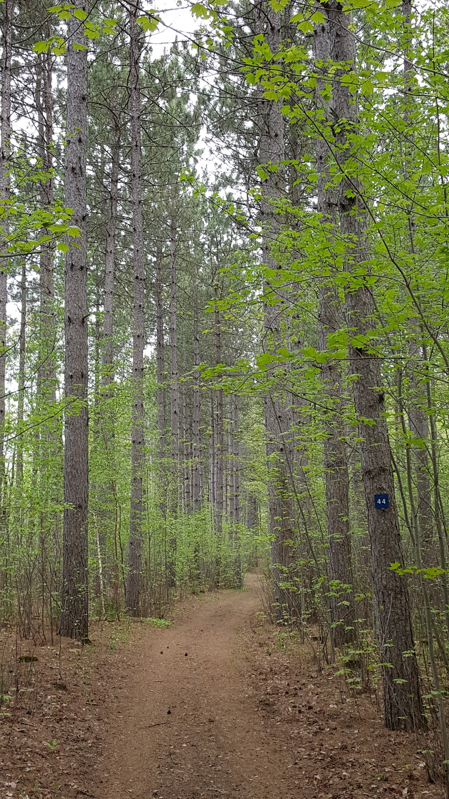 Pine Grove Trail | Davidson Rd, Gloucester, ON K1A 0K4, Canada