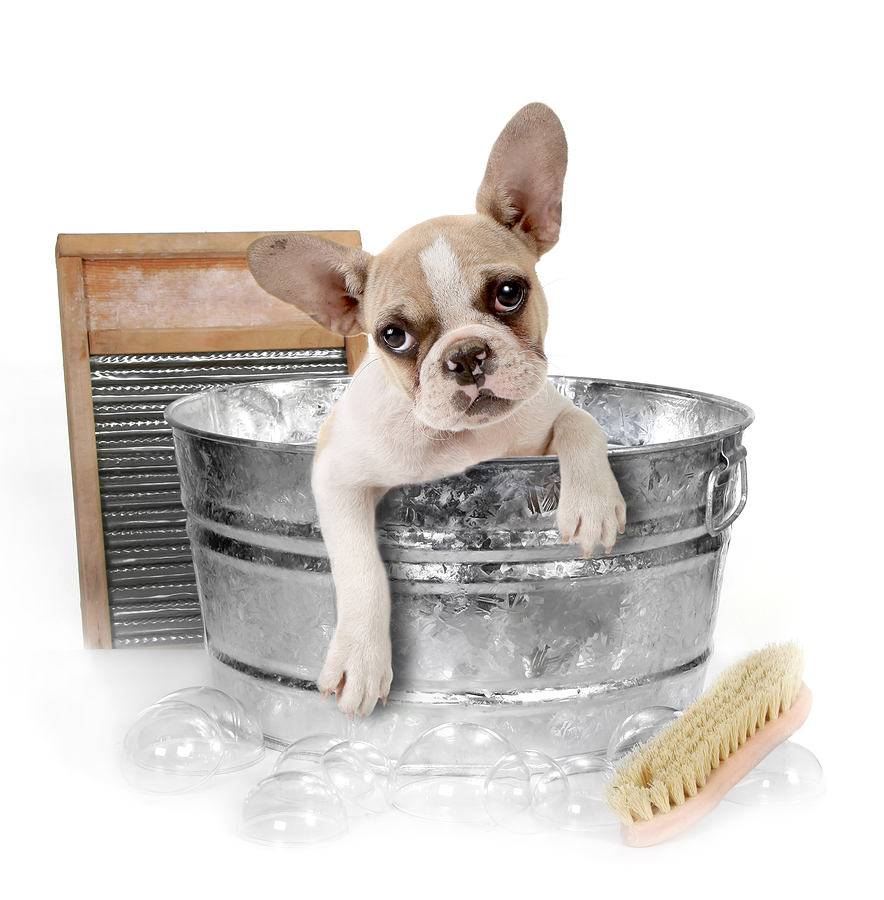 Dog Lovers Pet Grooming | 887 Cowper St, Victoria, BC V9A 2G4, Canada | Phone: (250) 474-4451