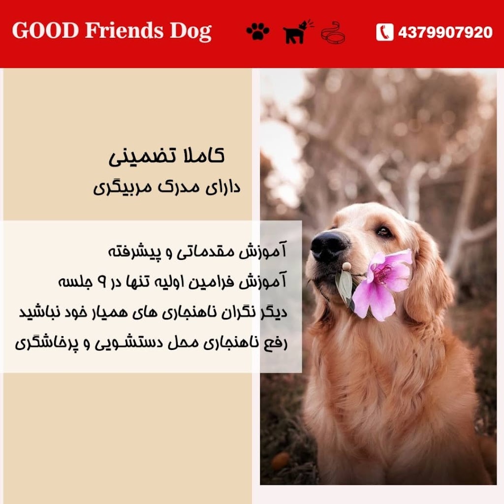 Dog Friends Good | 43 Palmer Ave, Richmond Hill, ON L4C 1N6, Canada | Phone: (437) 990-7920